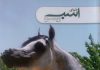 مجله دنیای اسب شماره 27