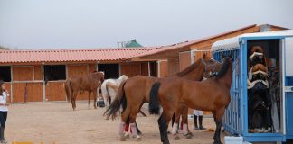 باشگاه سوارکاری امیران