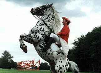 سردست زدن اسب