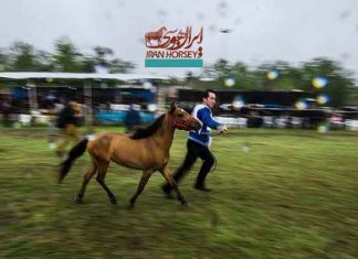 گزارش تصویری جشنواره ملی زیبایی اسب کاسپین