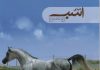 مجله دنیای اسب شماره 29