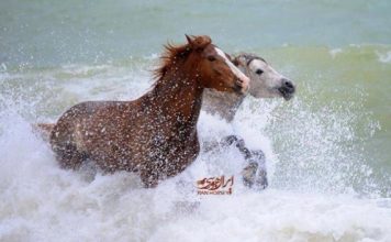 خنک کردن بدن اسب در فصل گرما