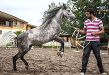 تربیت اسبچه خزر