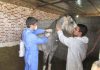 واکسیناسیون اسب