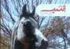 مجله دنیای اسب شماره 32