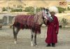 اصطلاحات « پوشش آلات و زیورآلات » اسب ترکمن (2)