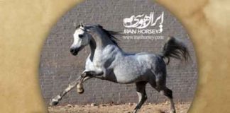 سیلمی عرب ” ابن فرعون”