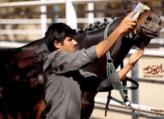 آموزش هایی کوتاه از تیمار، زین کردن و دهنه زدن
