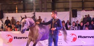 گزارش تصویری حراج بزرگ یزد