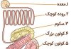 کارکرد دستگاه گوارش اسب