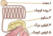 کارکرد دستگاه گوارش اسب