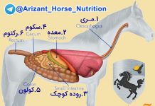 تصویر دستگاه گوارش اسب