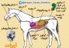 تصویر دستگاه گوارش اسب