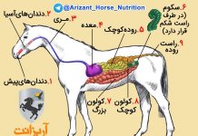 تصویر دستگاه گوارش اسب