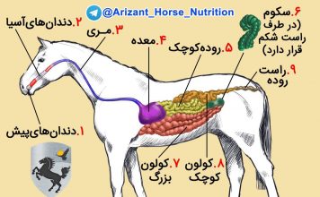 تصویر دستگاه گوارش اسب