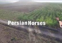 معرفی ساخت مستند اسبهای ایرانی