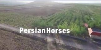 معرفی ساخت مستند اسبهای ایرانی