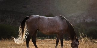 اقتصاد پویا، فاکتوری موثر در تدوین سند راهبردی سوارکاری همدان