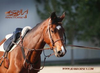 برگزاری دومین دوره مسابقات قهرمانی درساژ شهرستان بابل