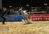 جشنواره اسب اصیل عرب در همدان و گرامیداشت بانو مری لیلی قره گوزلو