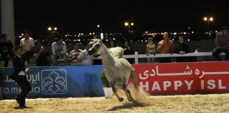 جشنواره اسب اصیل عرب در همدان و گرامیداشت بانو مری لیلی قره گوزلو