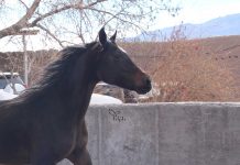 آلبوم عکس اسب نسبان کرمان