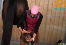 برشی از گفتگو با خانم فرناز هاشمی