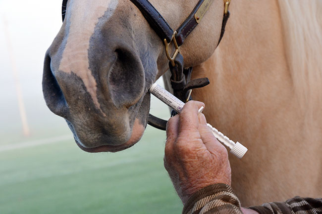 بررسی و کنترل انگل در اسب ها
