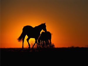 داشتن زمان بیشتر برای اسب سواری