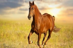 مواد و روش های کنترل انگل در اسب ها