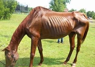 بررسی توده چربی در بدن اسب ها بررسی توده چربی در اسب ها