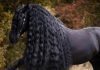 اسب فریزی و آشنایی با آن اسب فریزی