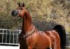 مسابقات زیبایی اسب عرب در استان یزد مسابقات زیبایی اسب در استان یزد