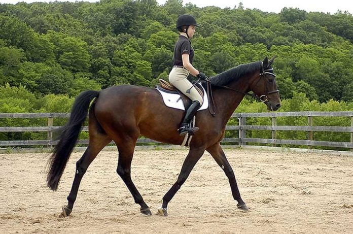 نکاتی در جهت آموزش اسب در هنگام سواری کردن