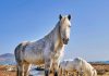 معرفی نژاد اسب Eriskay pony Eriskay pony