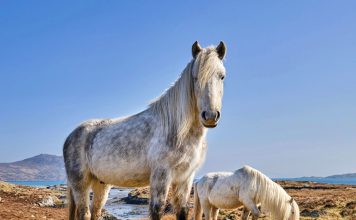 معرفی نژاد اسب Eriskay pony Eriskay pony