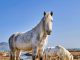 معرفی نژاد اسب Eriskay pony Eriskay pony