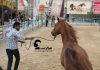 مسابقه زیبایی اسب دره شوری در فرخ شهر آغاز شد مسابقات زیبایی اسب دره شوری فرخ شهر