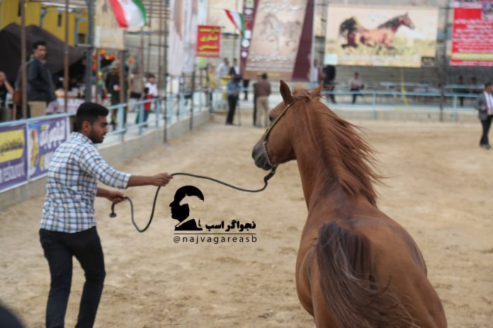 مسابقات زیبایی اسب دره شوری فرخ شهر