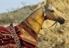 کشف اسب عجیب و غریب آخال تکه اسب آخال تکه