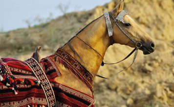 کشف اسب عجیب و غریب آخال تکه اسب آخال تکه