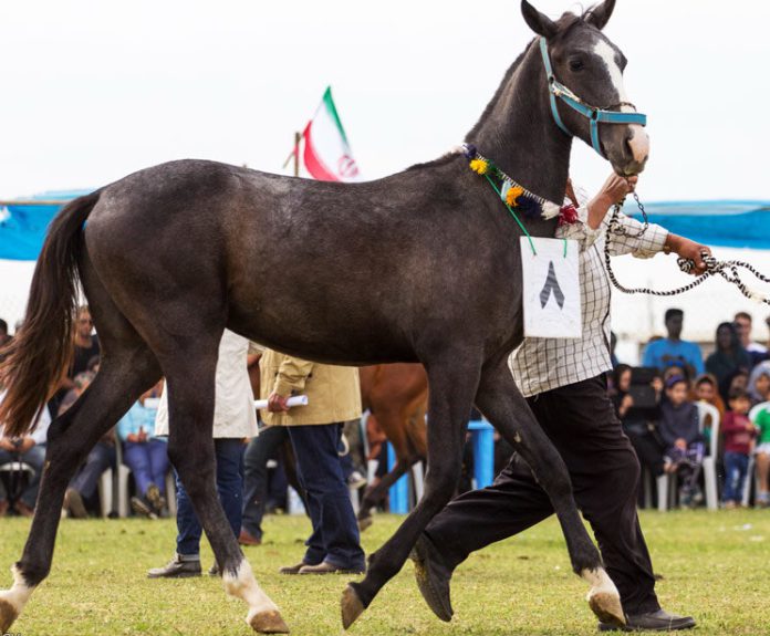 جشنواره زیبایی اسب ترکمن