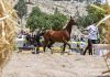 عدم وجود مشمشه در باشگاه های سوارکاری زنجان مشمشه در زنجان